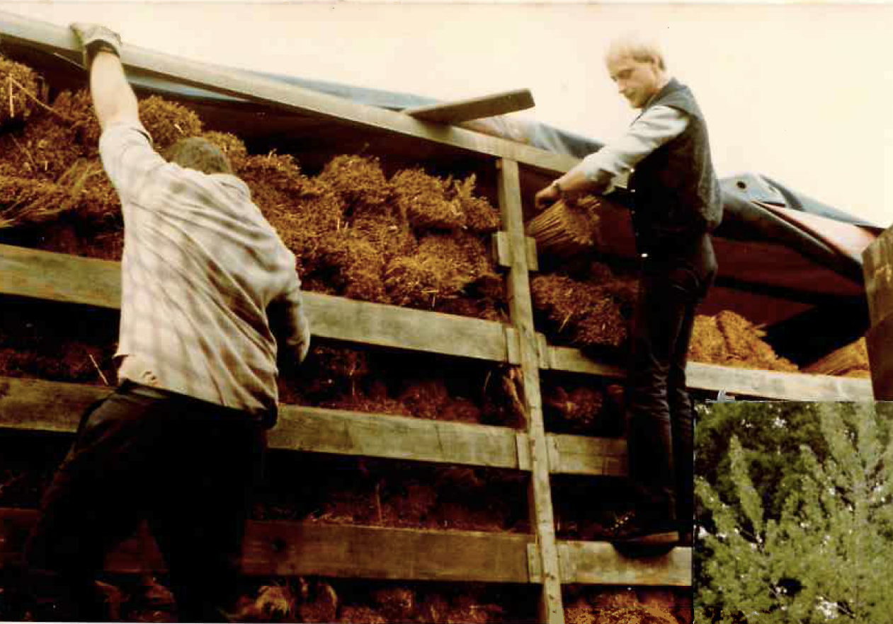 Wincoop Rietdekkers Kwaliteit sinds 1979